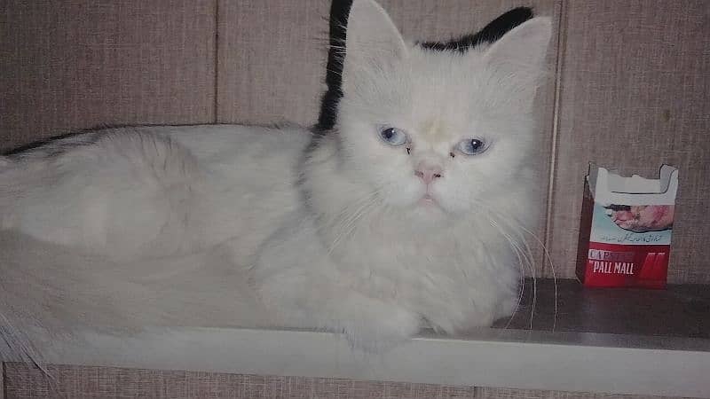 Persian Cat 3