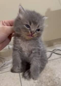 kitten