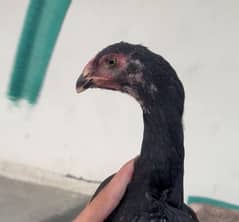 black oh shamo pullets\chicks for sale