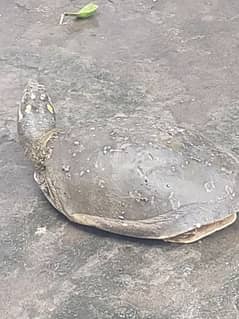 Beautiful softshell green turtle