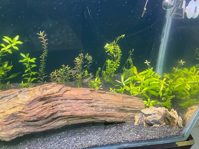 Aquarium for sale 5