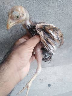 aseel chicks for sale 0