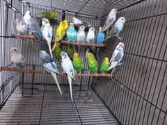 Australian budgies 12 Breeder pairs orrignal pics attached