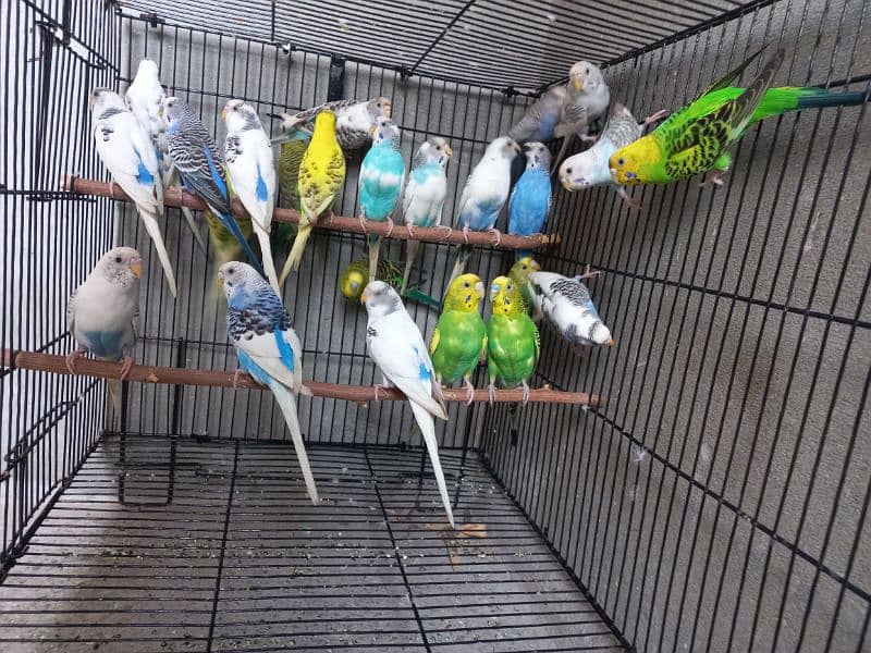 Australian budgies 12 Breeder pairs orrignal pics attached 1