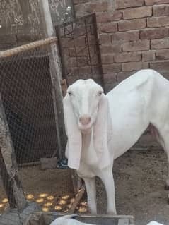 Pure Rajan Puri bakri