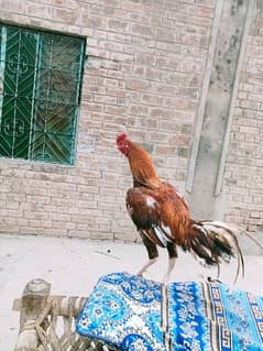 Mianwali Aseel Murga for Sale 0