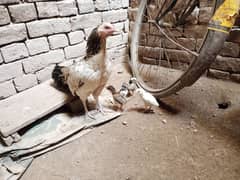 Aseel Chicks For Sale