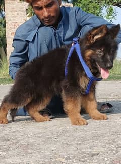 German Shepherd long coat male black mass for sale