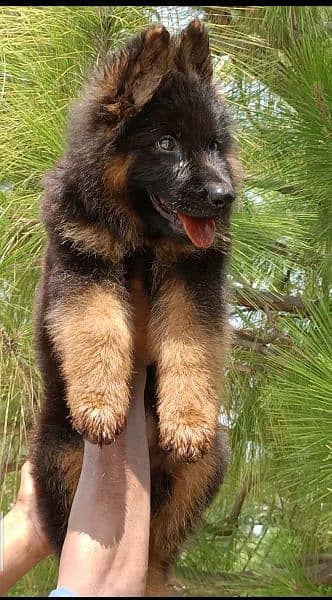 German Shepherd long coat male black mass for sale 1