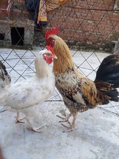 Desi pair for sale 2800 and cage for sale 3700