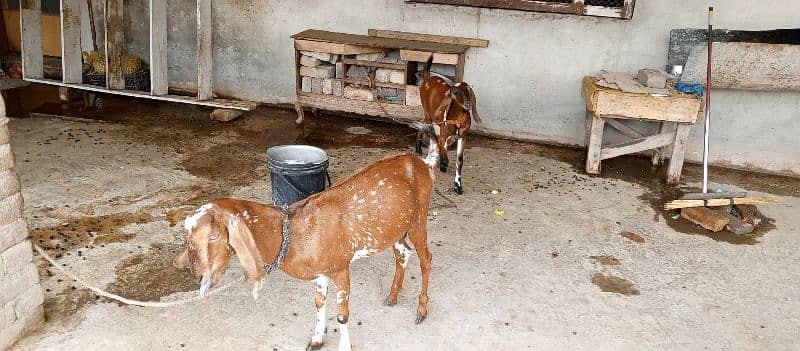 GOATS FOR SALE URGENT 5