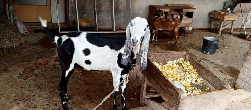 GOATS FOR SALE URGENT 6