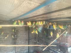 common lutino & color lovebird breeder pairs