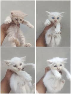 Persian Kittens Cat for Sale