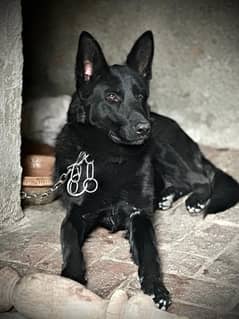 German Shepherd Family Dog