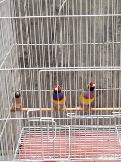 gouldian finch pairs