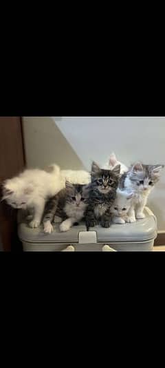 Persian Kittens available