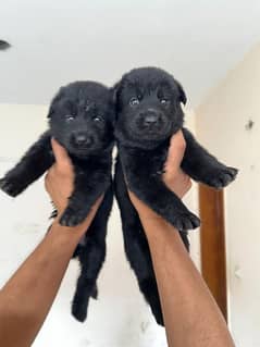 black German erman shepherd pups available for sale