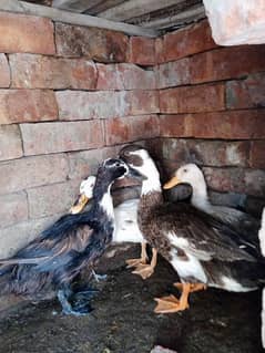 Beautiful Ducks for sale