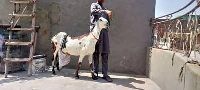 Goat / Bakri / Desi / teddy /white desi / بکری / sale / goat