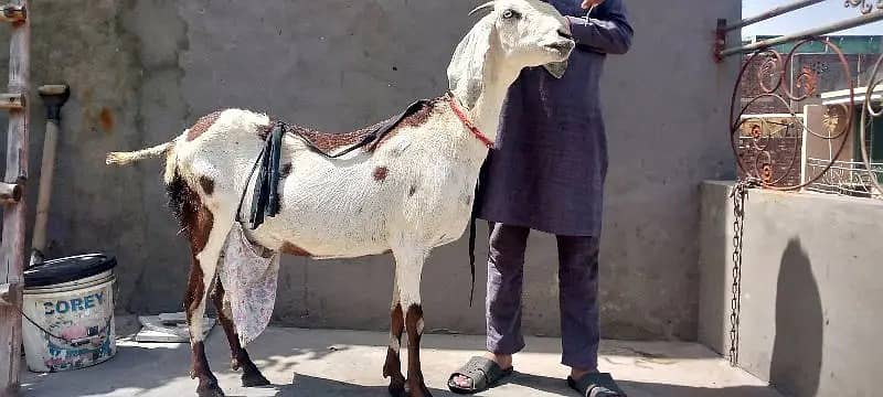 Goat / Bakri / Desi / teddy /white desi / بکری / sale / Ghaban goat 1