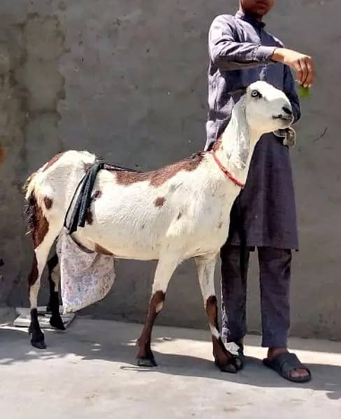 Goat / Bakri / Desi / teddy /white desi / بکری / sale / Ghaban goat 2