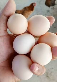 Healthy and fresh Desi Eggs per dozen 500Rs