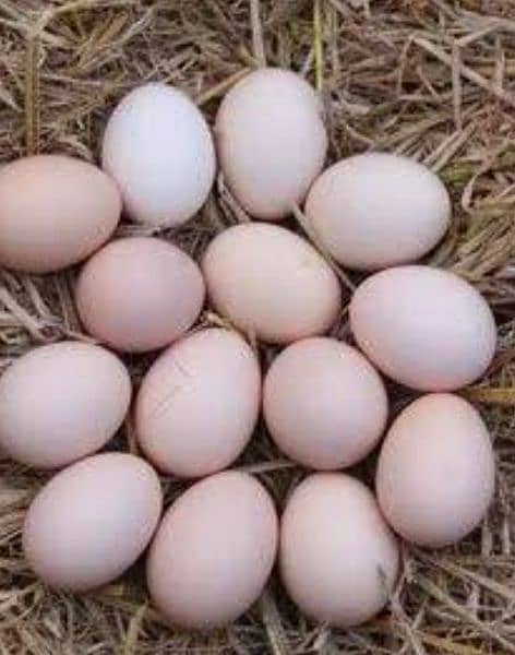 Healthy and fresh Desi Eggs per dozen 500Rs 1