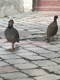 A pair of maskati chakor