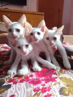 3 male 1 female full active persion kittens 0