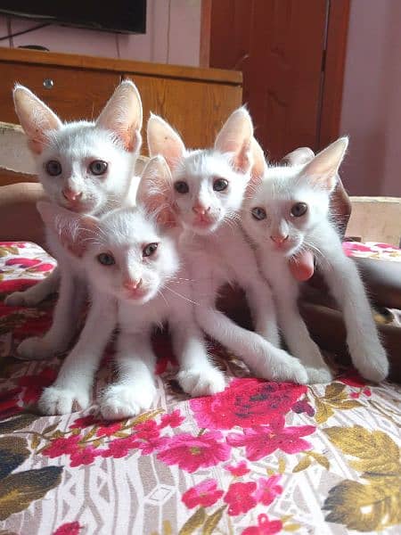 3 male 1 female full active persion kittens 1