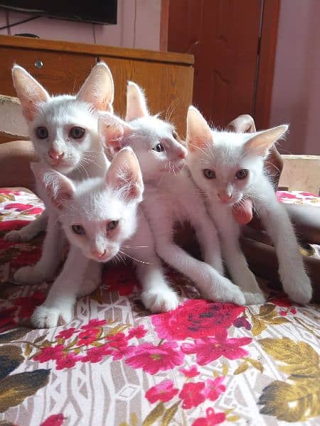 3 male 1 female full active persion kittens 2