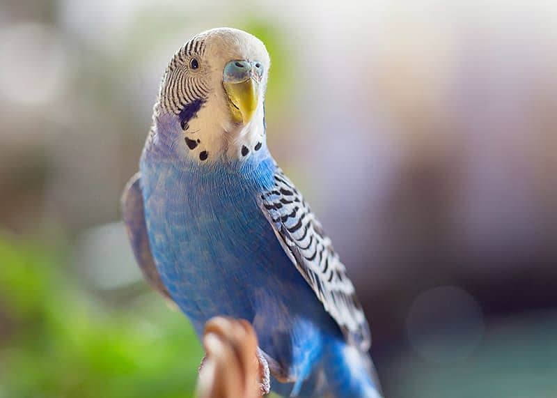 Budgie parrot 1