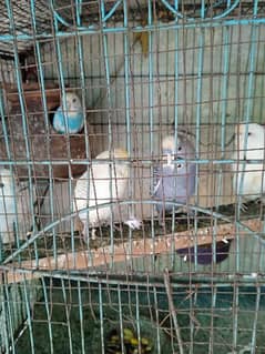 Australia parrot breeder pairs 0