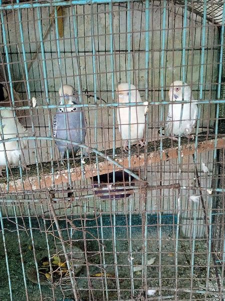 Australia parrot breeder pairs 5