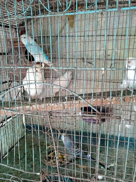 Australia parrot breeder pairs 9