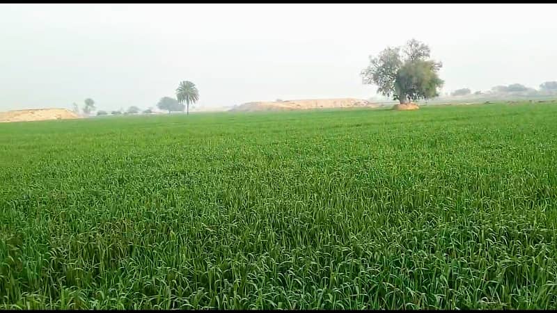 Agriculture Land for Sale in Bahawalpur 2