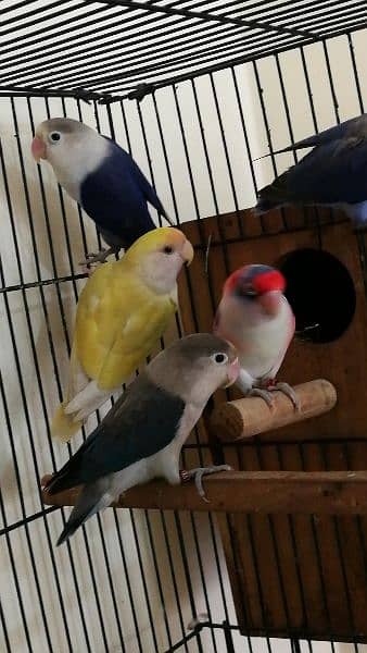 love birds for sale 4