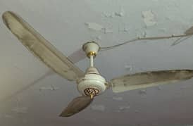 CEILING FAN ROYAL COMPANY 0