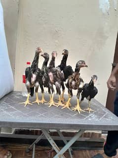 shamo chick's available for sale