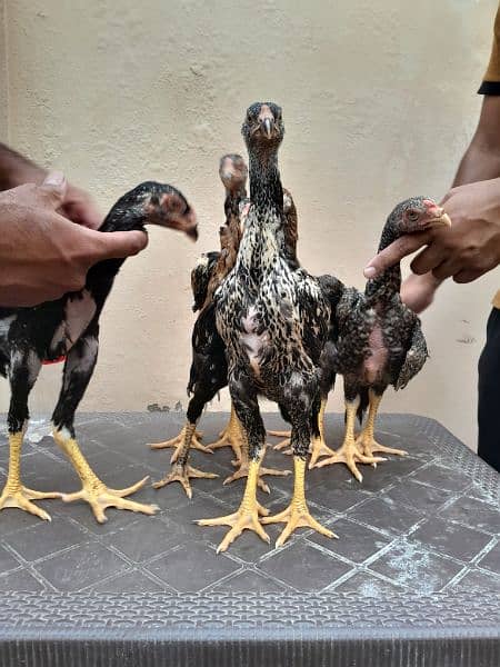 shamo chick's available for sale 3