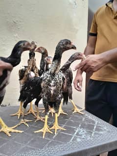 shamo chick's available for sale 0