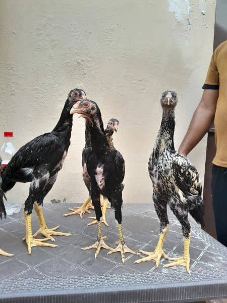 shamo chick's available for sale 4