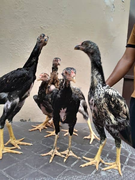 shamo chick's available for sale 5