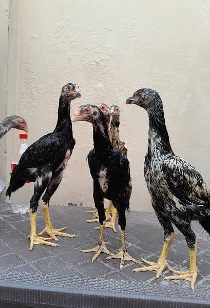 shamo chick's available for sale 2