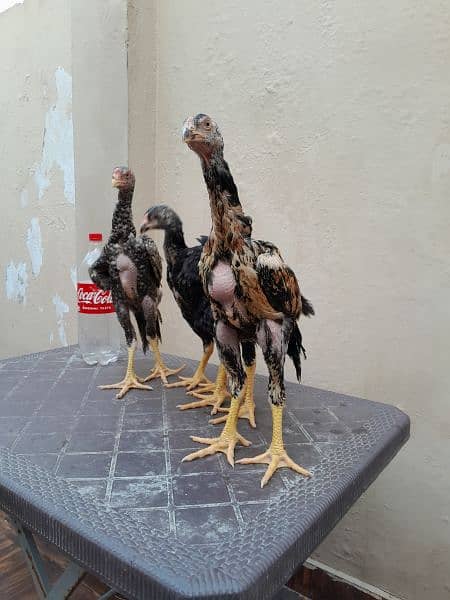 shamo chick's available for sale 6