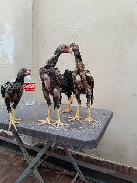 shamo chick's available for sale 7