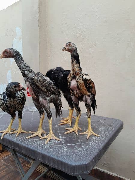 shamo chick's available for sale 8