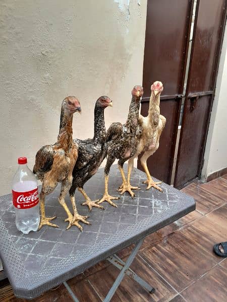 shamo chick's available for sale 10