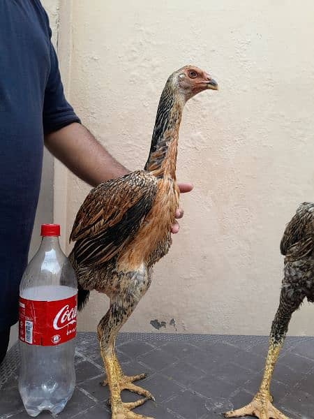 shamo chick's available for sale 11